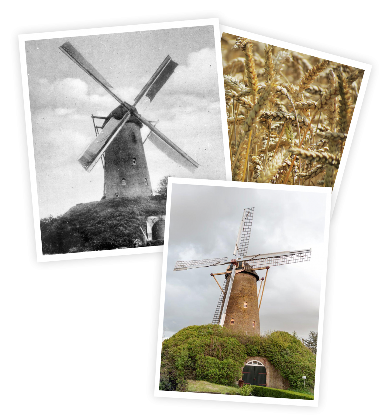 Molen De Korenbloem Een molen met passie! Molen De Korenbloem Een molen met passie!